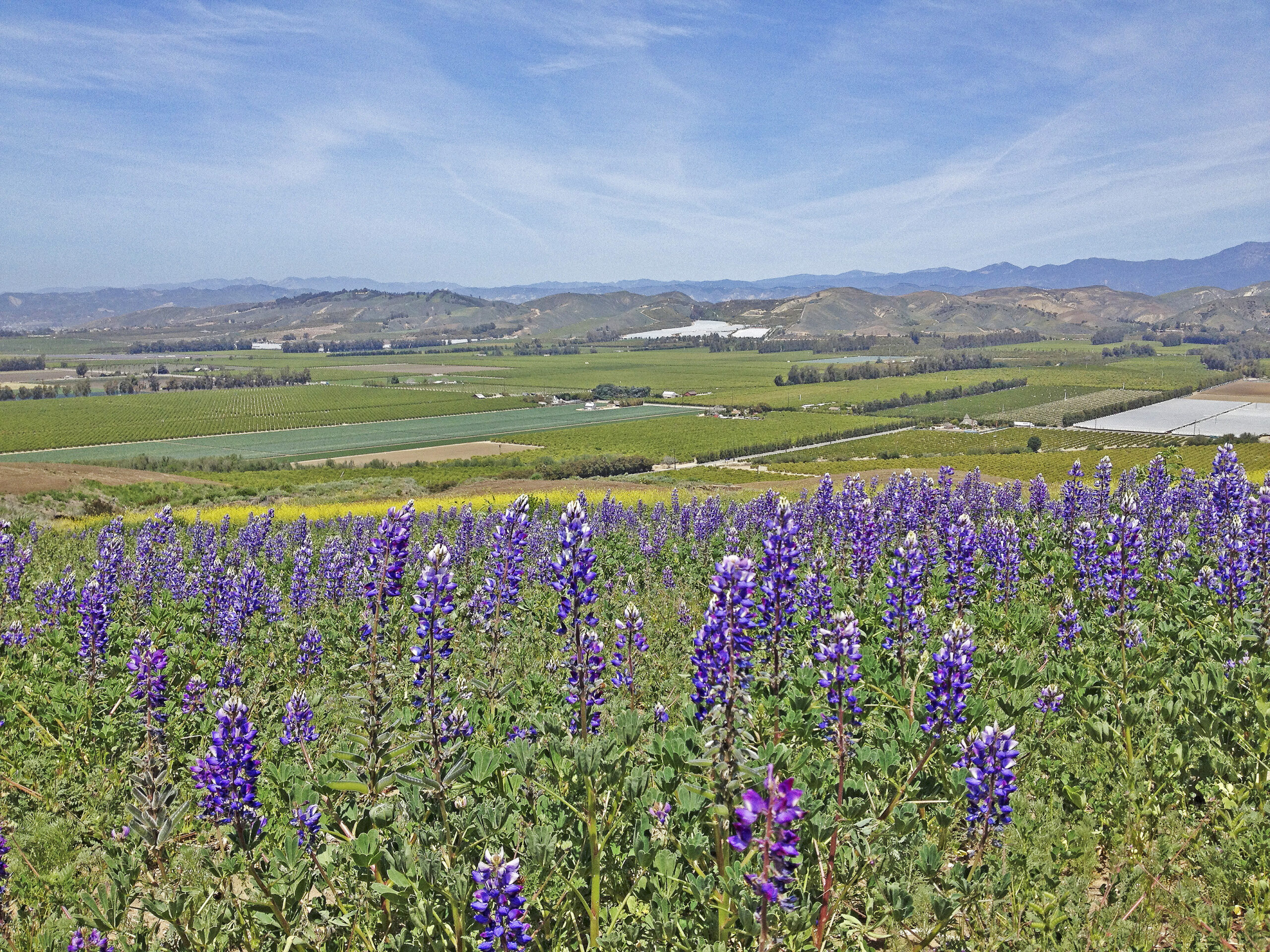 Scenic Valley with Wildflowers Purple wildflowers in the foreground with a sprawling valley and mountains in the distance under a blue sky.