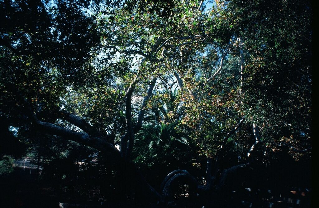 Libbey Park Bowl with lush trees and branches, circa 1980s.