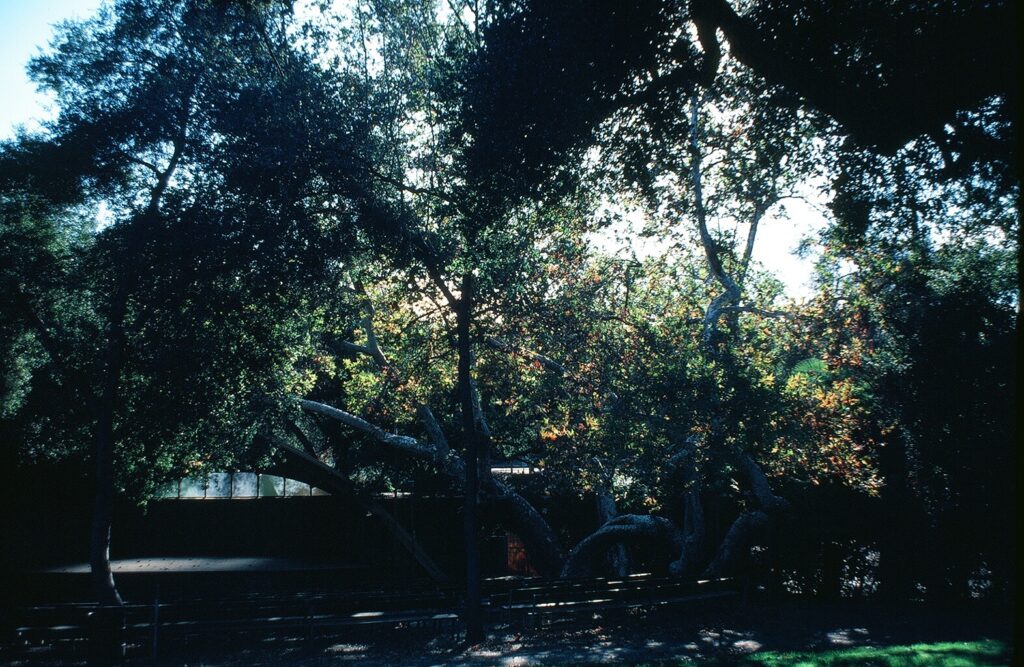 Libbey Park Bowl with tree shaded seating area, circa 1980s.