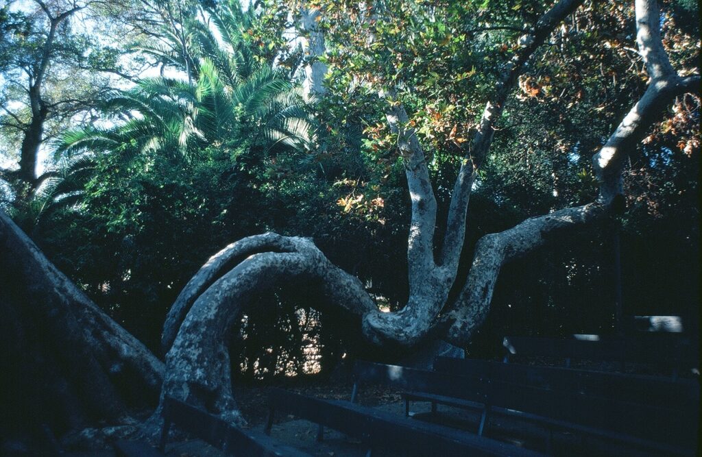 Libbey Park Bowl with prominent twisted tree, circa 1980s.