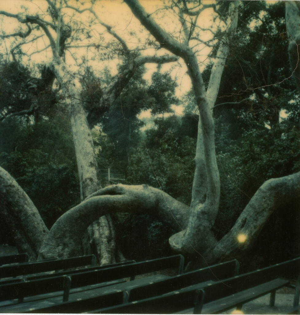 Libbey Park Bowl with large Sycamore tree, circa 1980s.