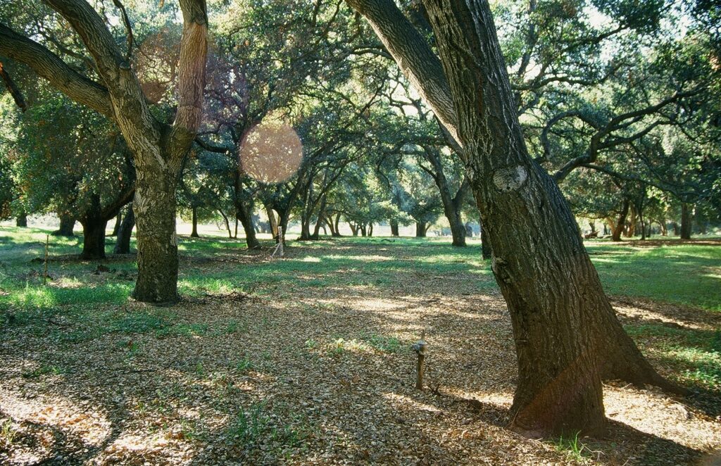 Oak trees in a wooded area at Oakbrook County Park, 1989.